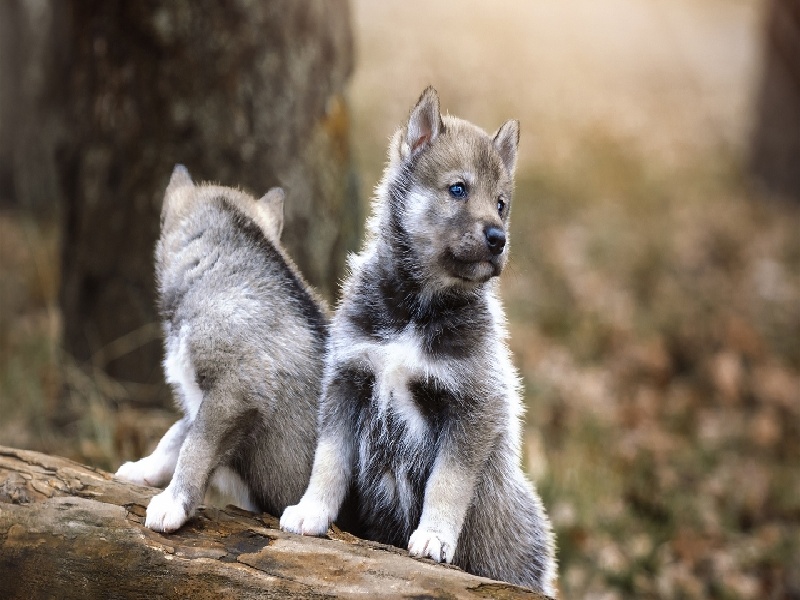 刘女士成功案例
